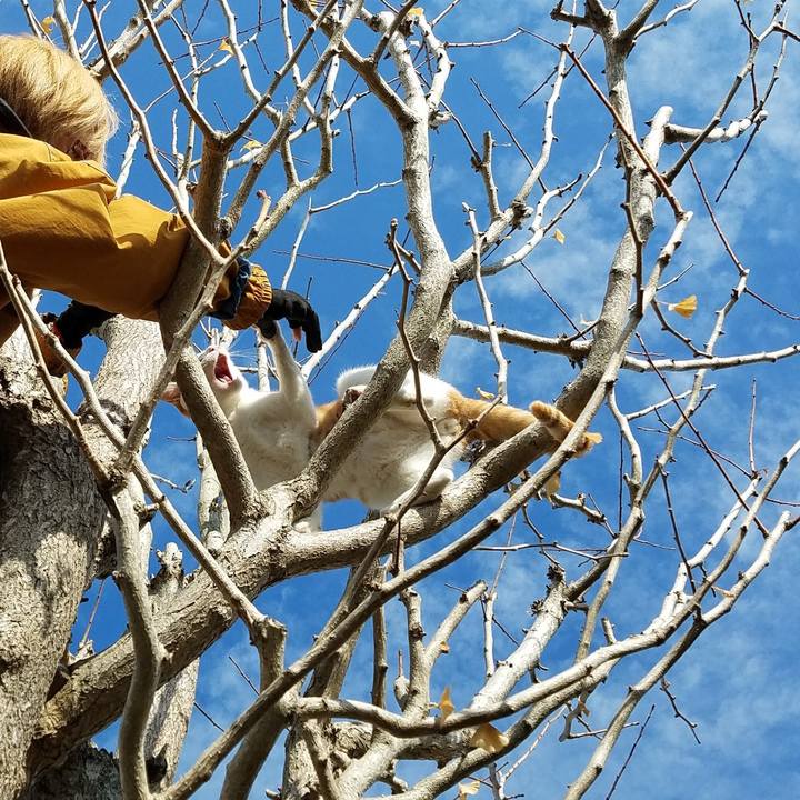 C1e93e84 70e6 44d9 b06c ca6c3f1ac5ec 1511691015411