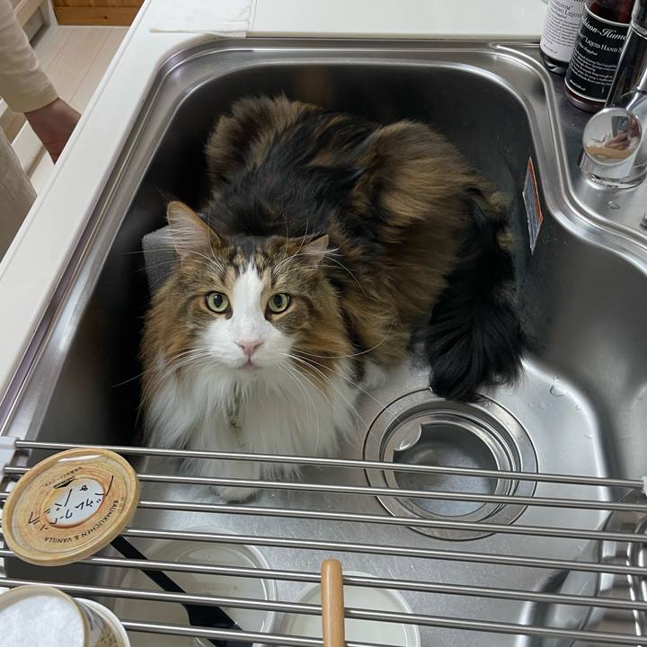 C1e9494a 87ec 42cc 8f7b 9c10ed7f6502 1738700660714