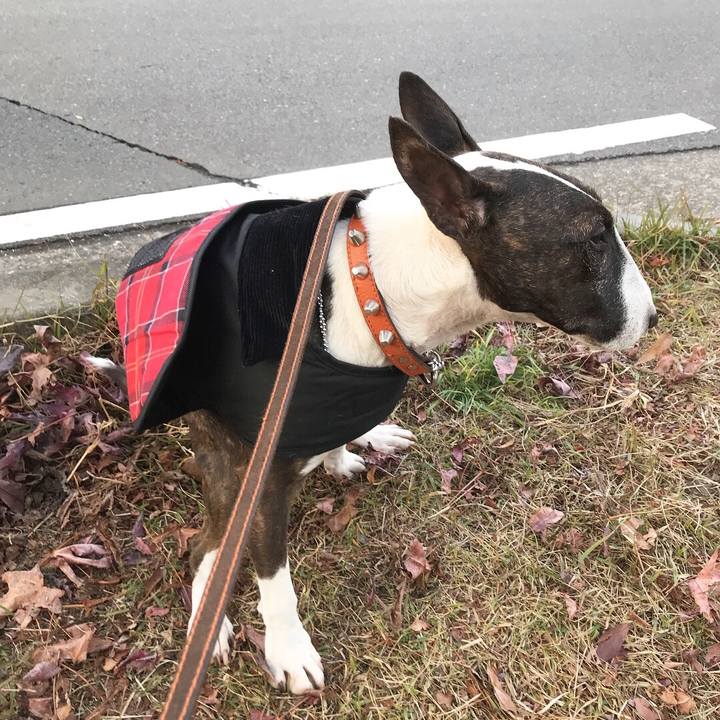 C1ec9f97 0f52 4a11 a14d 5fd1c6a407f5 1512126217229