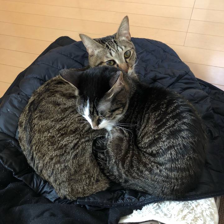 C1ecaf05 ddca 4db9 a444 965c5a09dc1a 1515219407668