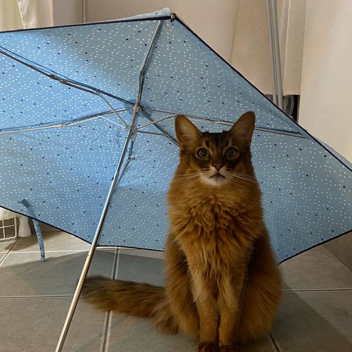 C1ed0696 b987 4f37 b433 759a2daf162e 1715834449831