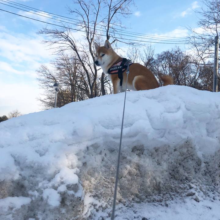 C1ed2109 4aed 480e 8145 18e0ecb5aa68 1551147767663