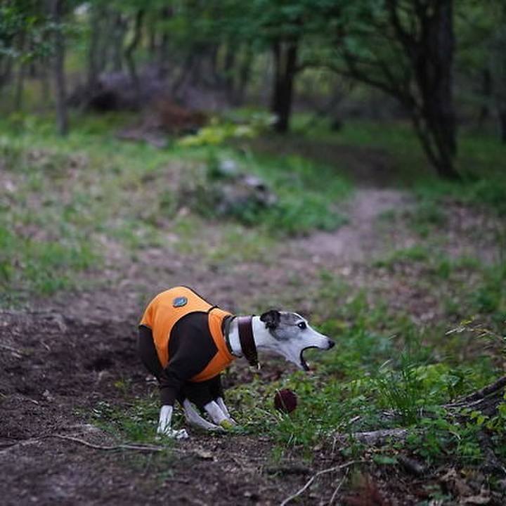 C1eee4b8 32cf 4582 9c25 8ae98585e8c3 1528550833623