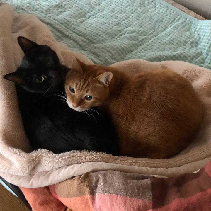 C1efcb52 870a 4a0d a07c 972304490978 1732659189851