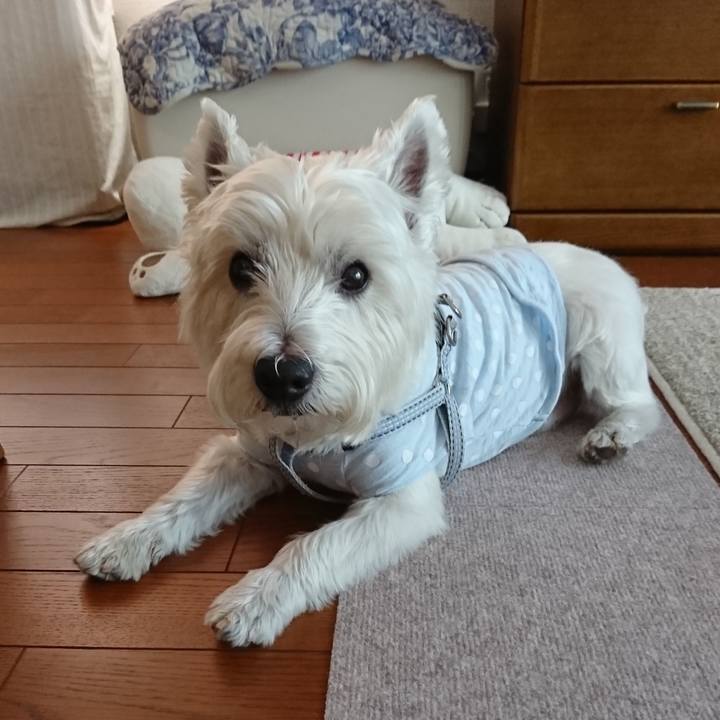 C1f1c181 7d76 442c aba6 b1f90a7ac445 1536183187717