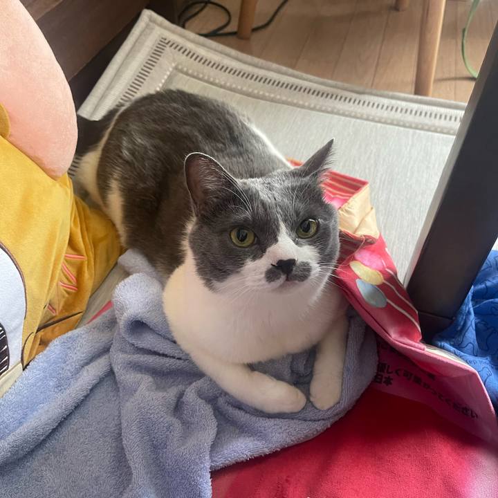 C1f2ff0e e881 4688 99ad cc9d4a300fef 1755220871392