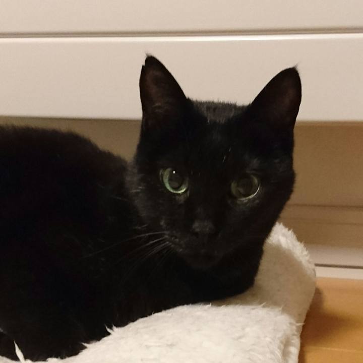 C1fc51b0 77fb 49e9 801a b4795e98c8b8 1512221374463