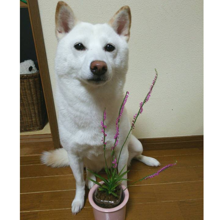 C201a85a 8209 4099 b5de e0addab414cc 1562073883177