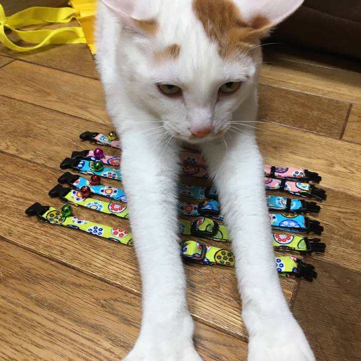 C201fedc 0b08 4b97 8c4b 69eecb6f5fed 1516787434586