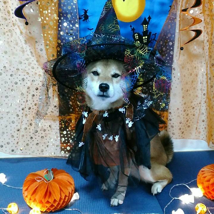 C2034c96 dd1d 4d96 b304 46cf01c4bf2e 1539232579876