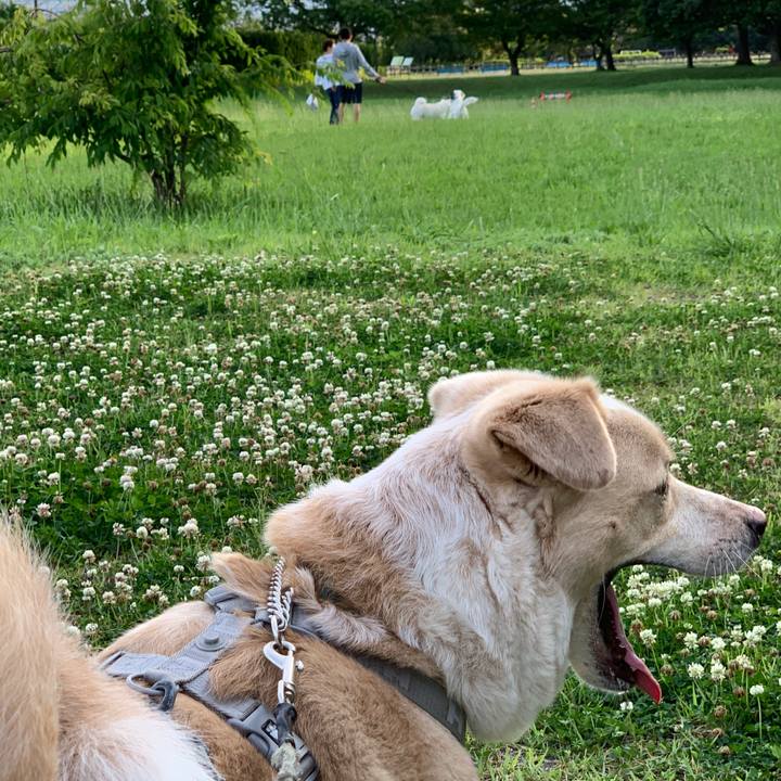 C203b9cc a78c 4f22 8a35 08c6fb81a2ef 1560095090934