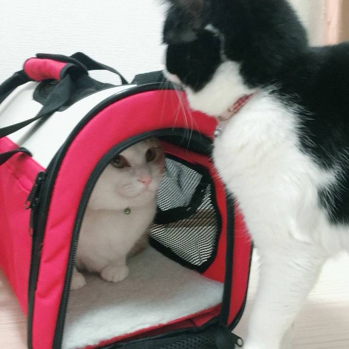 C204903c 66e3 49a2 8b25 6b1a4b661868 1525565813254