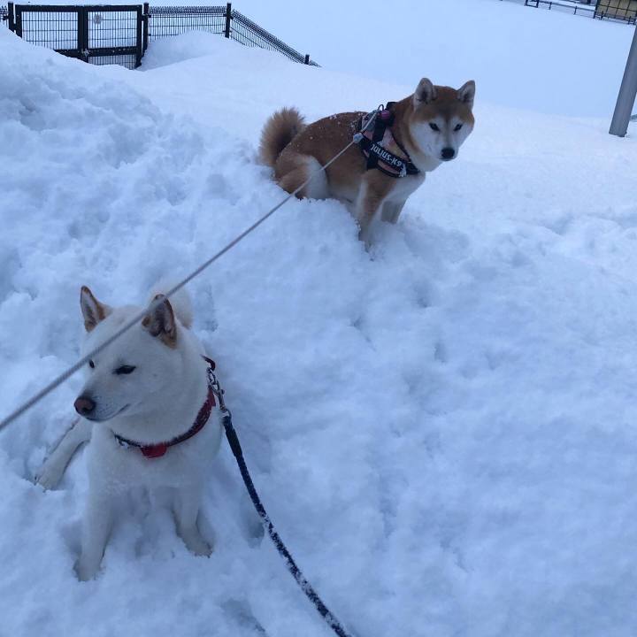 C2050cab 2dab 425e 8bd9 df87c9789f05 1582020672076