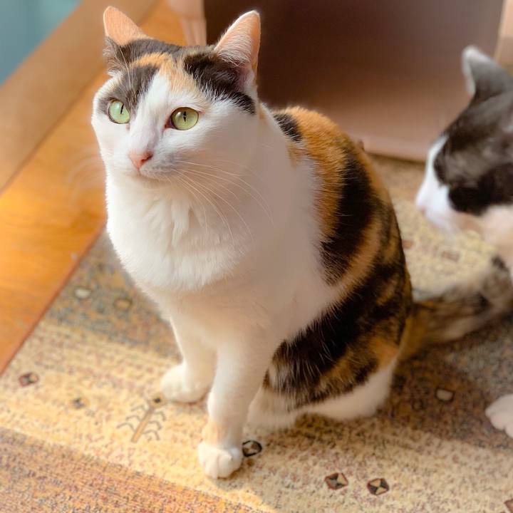 C206c0ab 3942 4157 9dfe 70ab1e612b00 1559268031229