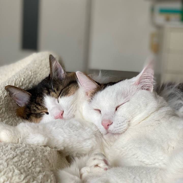 C20821b6 f828 402d 938b 68e4f7995c90 1634460344313