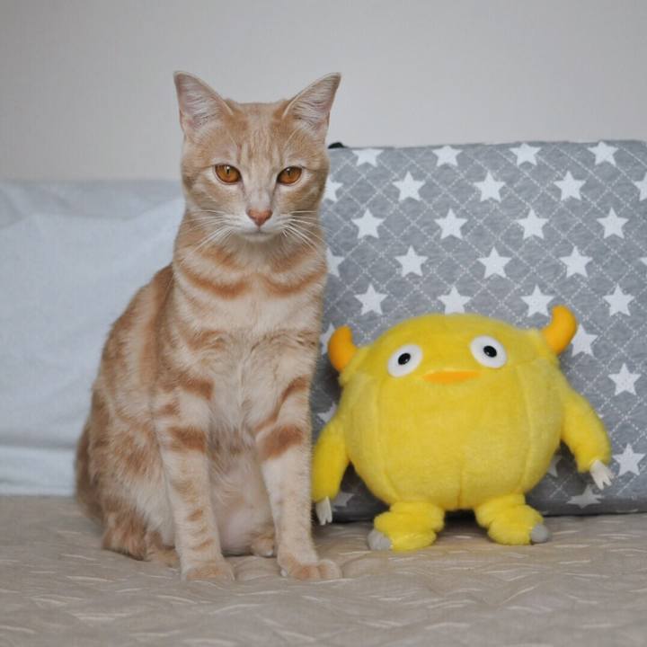 C208b4d8 b46e 49f6 a325 925c339b18fd 1562731852678