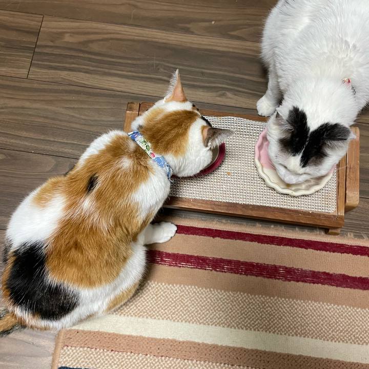 C20bdf79 ad5b 44ea b04f 4ef29b2573a8 1715509923486