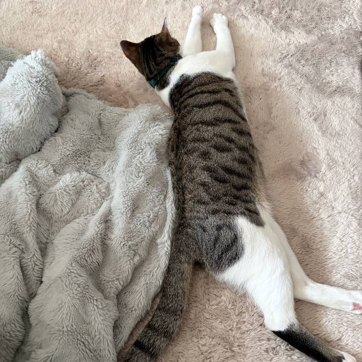 C20ce362 8e01 4e58 9f81 4809e10a2a86 1774914415925