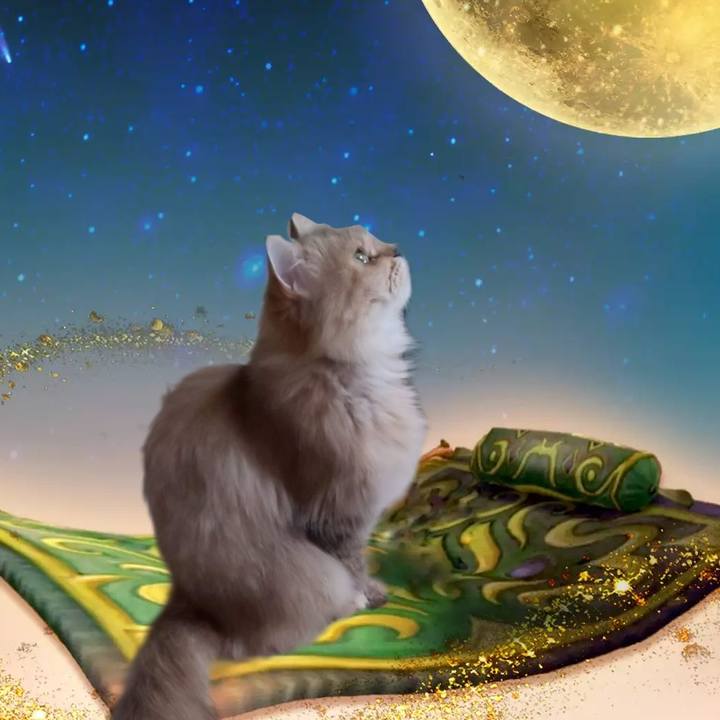 C20f7900 0cee 46ea bb30 c58da40d19d7 1644637182161