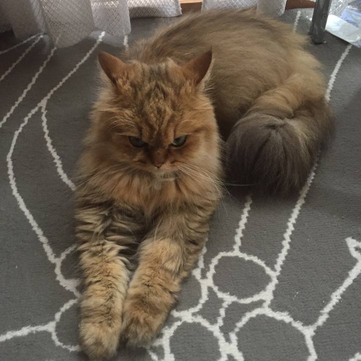 C210d9b8 c26f 4368 bf63 bdffa3ce276d 1528863693644