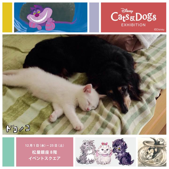 C212330e 0ccc 435b 8764 16cc2cbe8d2b 1638399496427