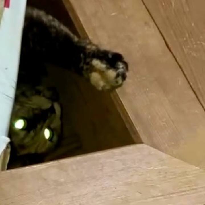 C21274f1 d4e1 4c4c a203 c884e80156ff 1731698536521