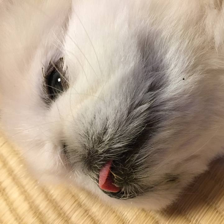 C2157858 de4c 47f5 bdd1 88946b1074d8 1509881019678