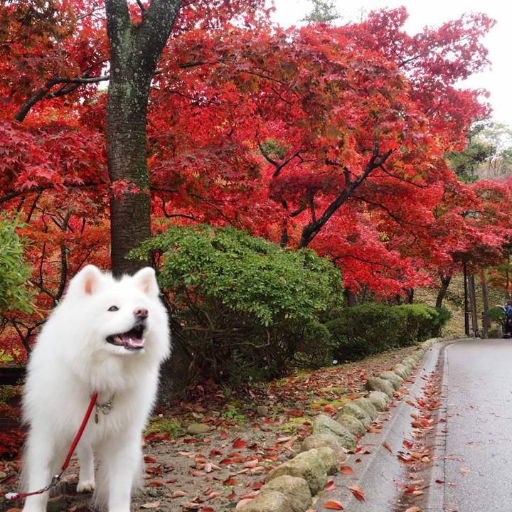 C2159949 3f62 4415 8d75 ed98310c88f4 1542693563978