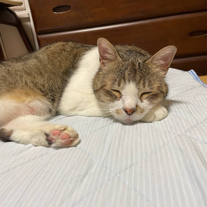 C216a89d bb3b 43c0 8a52 415eea2120f2 1719558963904