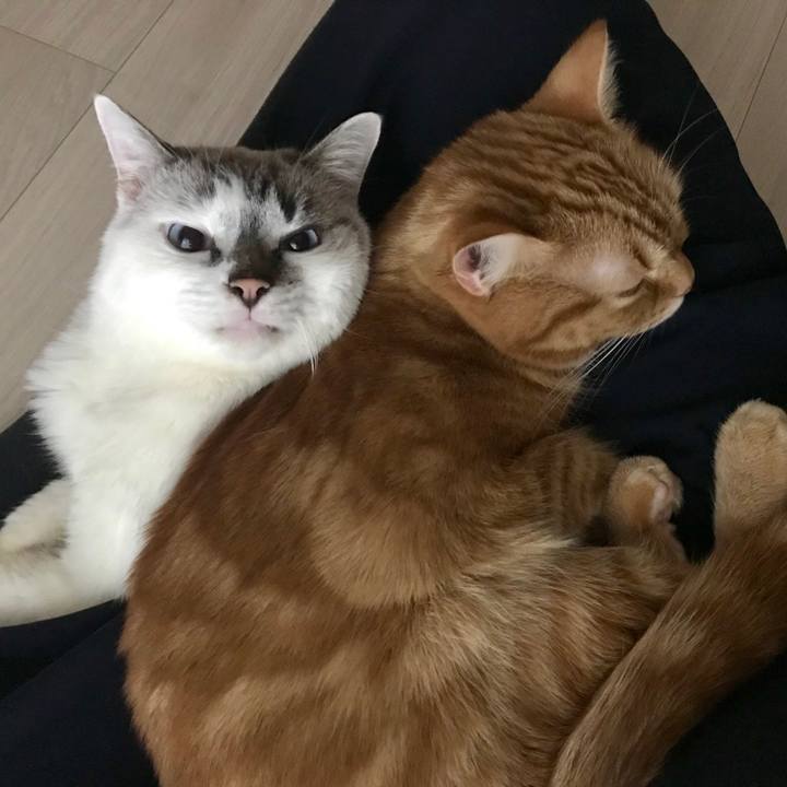 C217db44 8ce7 47a9 b6f2 68791fddca82 1547162873990