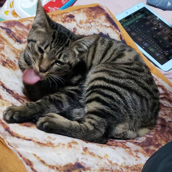 C21bee68 850c 456b aef6 cc216af1eb61 1543568025004