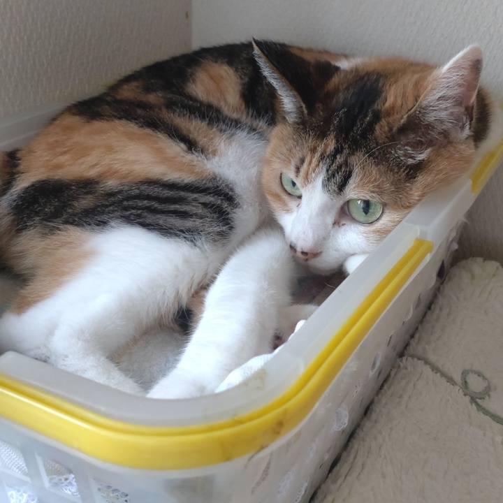 C21d6803 77e4 43d2 a3d0 205903e556df 1690332631237