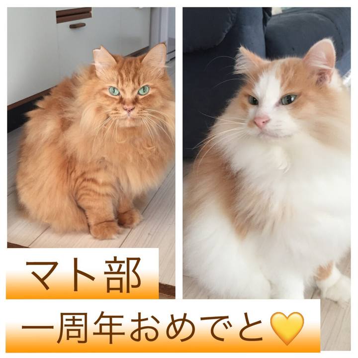 C21f6c57 3d1e 428e ab77 753a10e4e2d9 1540460989730