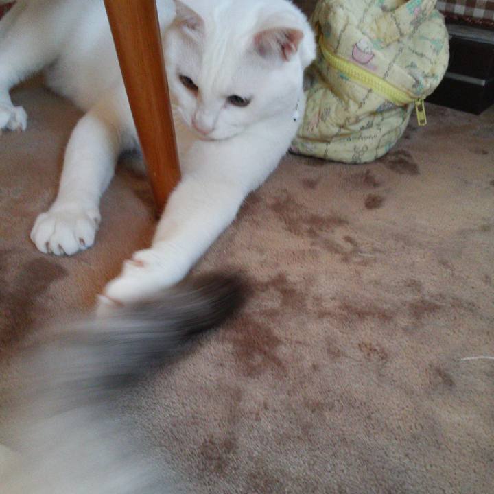 C2217d78 446d 4672 90c9 36cec9d667c5 1524348126064