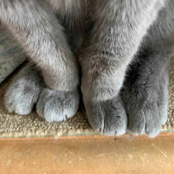 C221faf7 43e6 4da8 bd91 0c66f02082f0 1582264920060