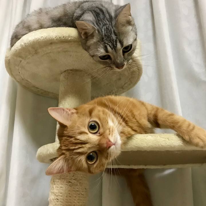 C229a7a4 9608 4392 9d06 b42ba9be6430 1527594694657