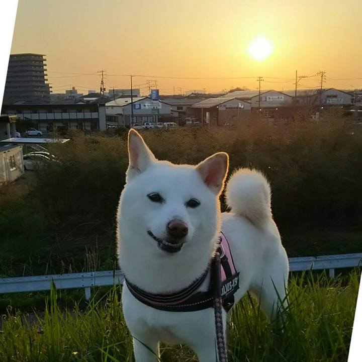 C22dee34 4803 47e0 b0e9 aa8f43d502e8 1524304630400