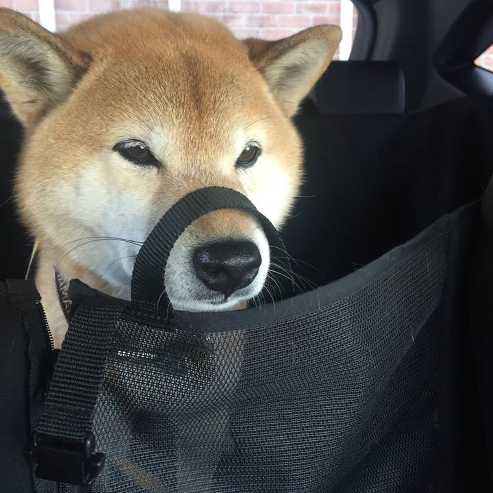 C22f7c12 7f00 4119 91c2 d5da9b8afe3a 1516340223624