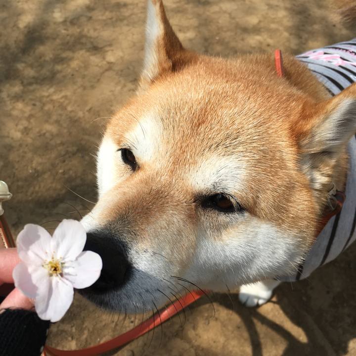 C2312687 243e 4406 b1fc cdce85e0f89c 1553742194074