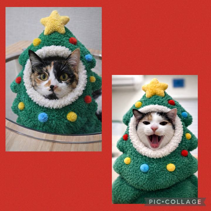 C231c534 6e05 4524 b76c b5597216aa81 1766578440352