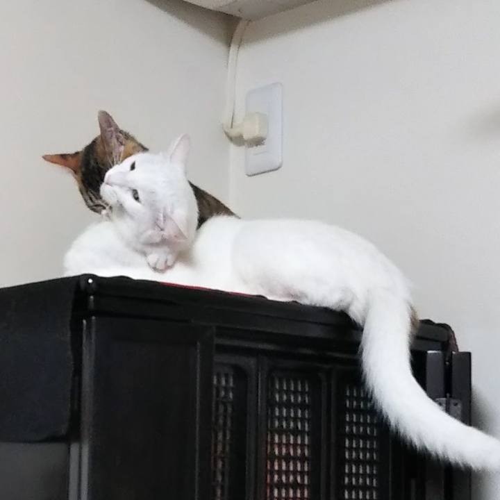 C23256c2 b7cd 4151 85fa 36841b1da0aa 1629196722790