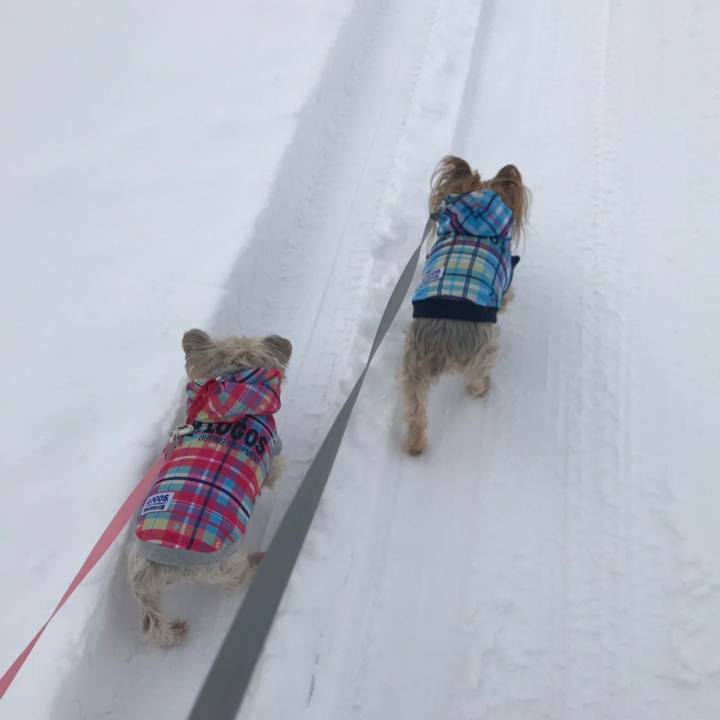 C232db6f 9633 484d 91ee e9c6456a3b8a 1576331704843