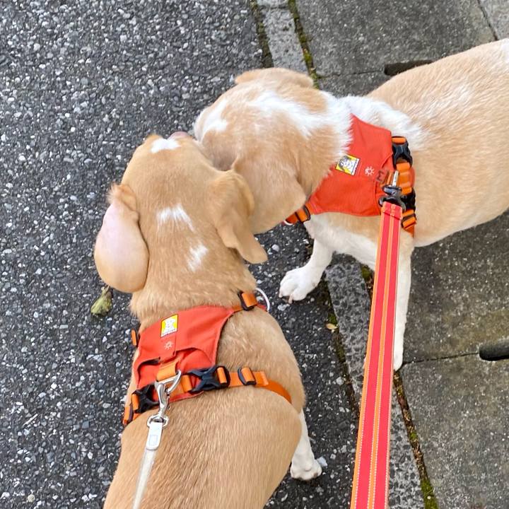 C2330ffd 846f 4bf0 9135 f4401aeea716 1606519927525