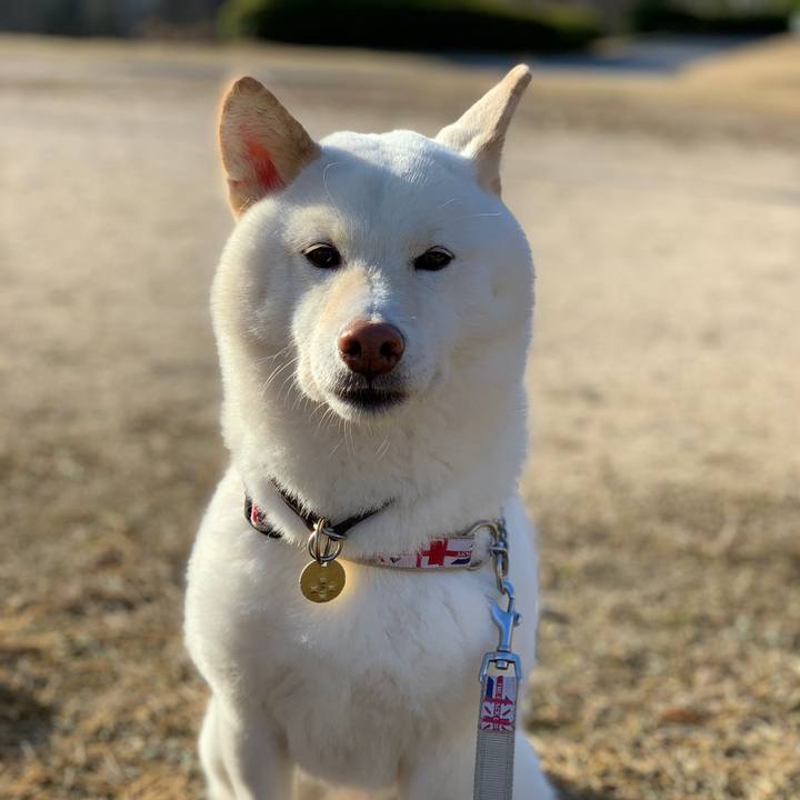 C234a9e1 410a 4ace 8c1e 28ee45fd212a 1580692737946