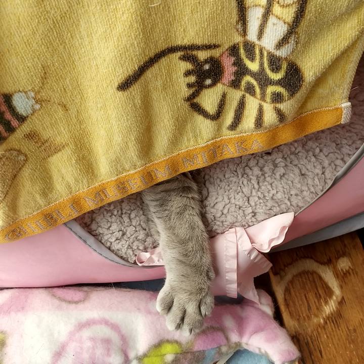 C237f3a0 b7fd 4ecb 8aaf 9cca402b08de 1620009688257