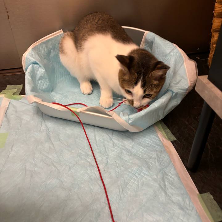 C23ef223 67c2 429e 8f34 4e841df8bae9 1760327006303