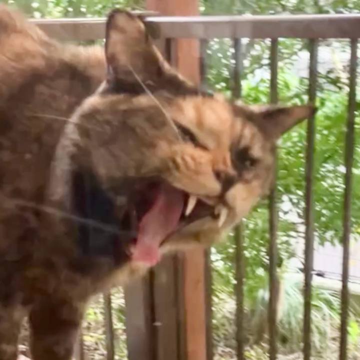 C241c0e2 775d 4d8a 9a4e df45b1d6a483 1729848400372