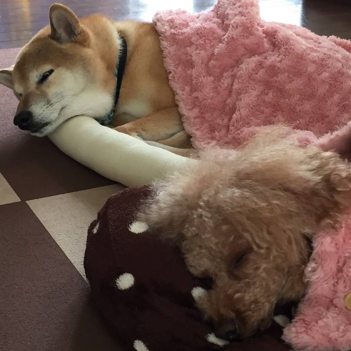 C244a723 2f4b 40c3 97ac debdfdb3e32b 1508468052792