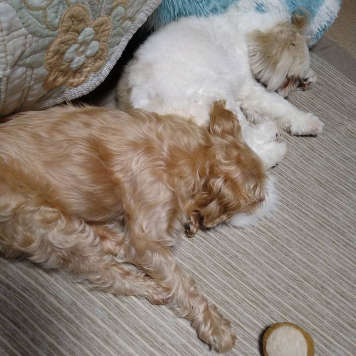 C245f8c8 bfb0 4f22 ac0d 12d4a9aa9d09 1628116307841