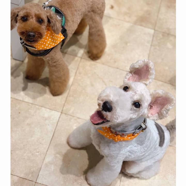 C2467be1 513f 4cf5 bb1a 9f338a3a1a36 1570891473201